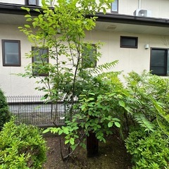 お庭に緑が欲しい方差し上げますの画像