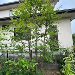 お庭に緑が欲しい方差し上げますの画像