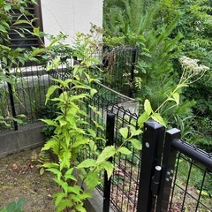 お庭に緑が欲しい方差し上げますの画像