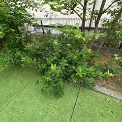お庭に緑が欲しい方差し上げますの画像