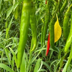 ホットパラソル　10本　
唐辛子の画像