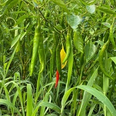 ホットパラソル　10本　
唐辛子の画像