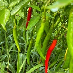 ホットパラソル　10本　
唐辛子の画像