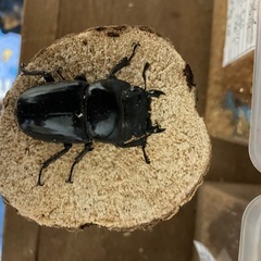 パラワンオオヒラタクワガタ幼虫の画像