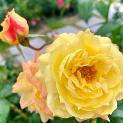 📱✨みんなで写真散策〜編集で綺麗に〜🌻✨