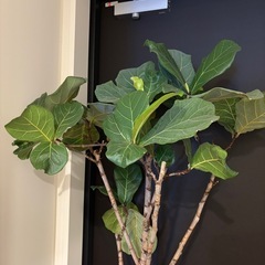 植物の画像