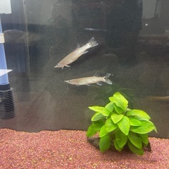 【バラ売り可】古代魚セット 水槽 アクアリウム　の画像