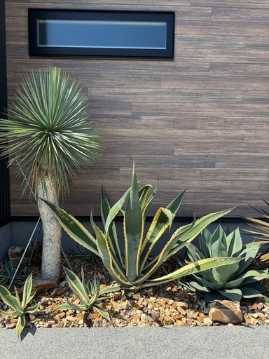 アガベ　アメリカーナ