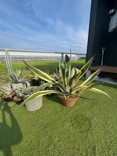 アガベ　アメリカーナ