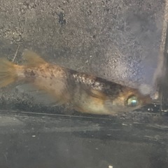 金閣　メダカ　めだかの画像