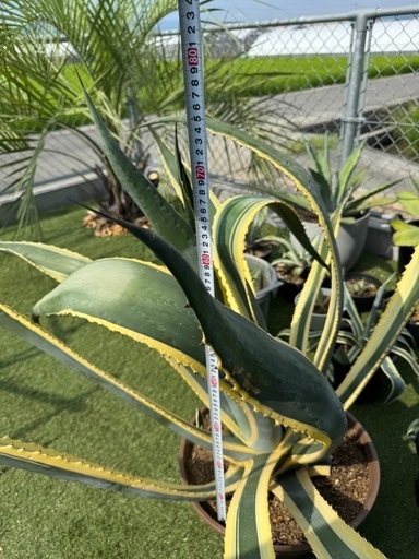 アガベ　アメリカーナ