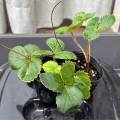 ②いちご苗🍓