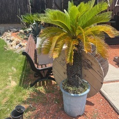ソテツ🌴約150センチの画像