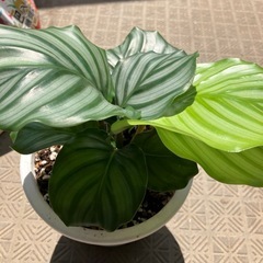 植物🪴カラテアの画像