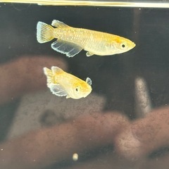 メダカ　リモーネ亜種
の画像
