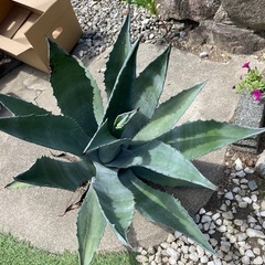 🌴特大アガベアメリカーナ🌵の画像
