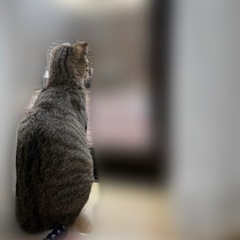 ♂人様大好きなキジトラ