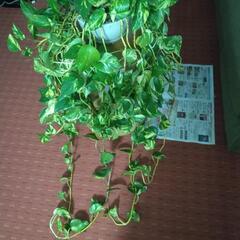 観葉植物特大ポトス吊り鉢重重の画像