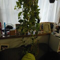 観葉植物特大ポトス吊り鉢重重の画像