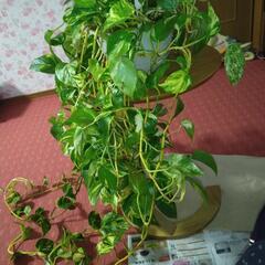 観葉植物特大ポトス吊り鉢重重の画像