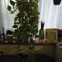 観葉植物特大ポトス吊り鉢重重の画像