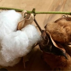 コットンフラワー　綿花　苗　　ガーデニングの画像