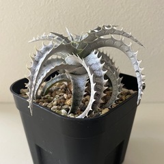 ディッキア　フジヤマ　dyckia Fujiyamaの画像