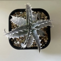 ディッキア　フジヤマ　dyckia Fujiyamaの画像