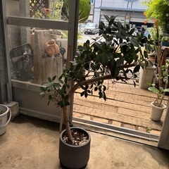 陶器鉢植え ガジュマルの画像