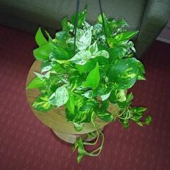 観葉植物ポトス種類5種類寄せ植え鉢吊り鉢の画像