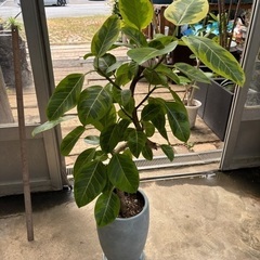 陶器鉢植え アルテシーマの画像