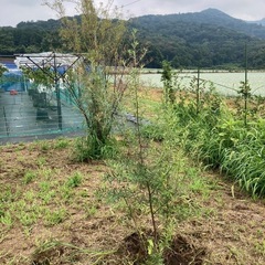 シーベリー（サジー）の雌木の画像