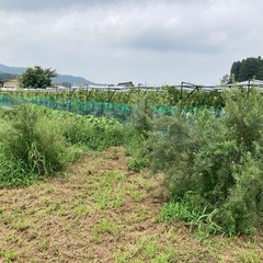 シーベリー（サジー）の雌木の画像