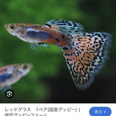 国産レッドグラスグッピー　熱帯魚グッピー稚魚もいます　尾びれ全部綺麗　グッピーの画像