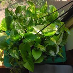 観葉植物ポトス種類5種類寄せ植え鉢吊り鉢の画像