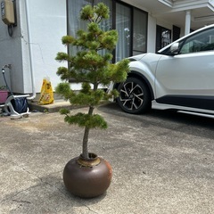 盆栽　松の画像