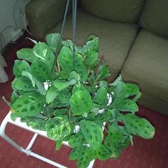 観葉植物マランタケルコビアナ斑入りとマランタレウコネウ2種寄せ植え（ケルコビアナ斑入り多め）　の画像