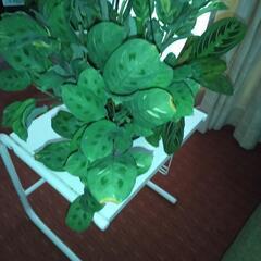 観葉植物マランタケルコビアナ斑入りとマランタレウコネウ2種寄せ植え（ケルコビアナ斑入り多め）　の画像