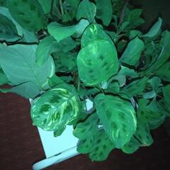 観葉植物マランタケルコビアナ斑入りとマランタレウコネウ2種寄せ植え（ケルコビアナ斑入り多め）　の画像
