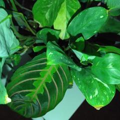 観葉植物マランタケルコビアナ斑入りとマランタレウコネウ2種寄せ植え（ケルコビアナ斑入り多め）　の画像