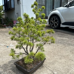 盆栽　松の画像
