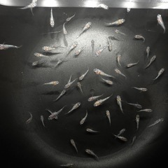 白ブチラメ幹之サファイアダルマ 幼魚 5匹の画像
