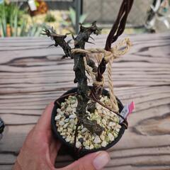 セロペギア　ボッセリ　1鉢⭕龍のような植物！の画像