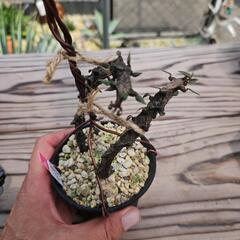 セロペギア　ボッセリ　1鉢⭕龍のような植物！の画像