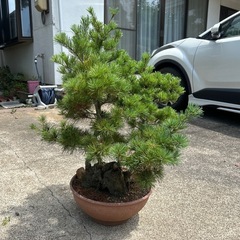 盆栽　松の画像