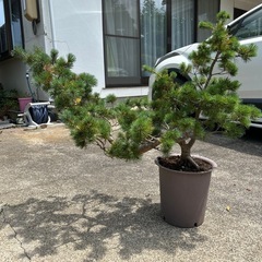 盆栽　松
の画像