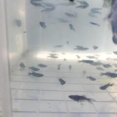 メダカ　ブラックオニキス若魚の画像