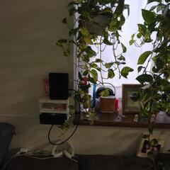 観葉植物ポトス(小）の画像