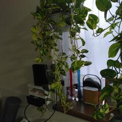 観葉植物ポトス(小）の画像