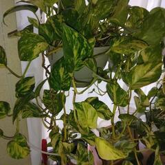 観葉植物ポトス(小）の画像